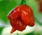 Chilli Trinidad Scorpion Red - semena