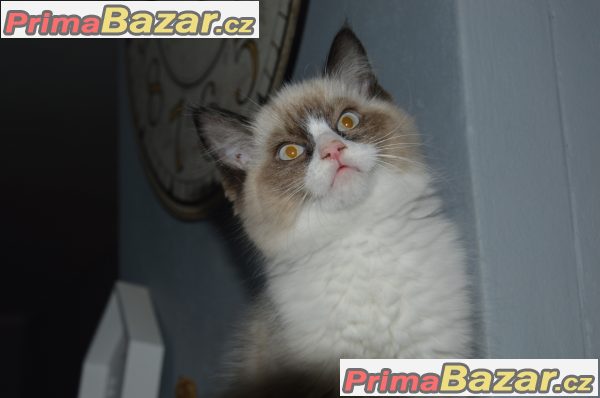 Ragdoll koťata Kocourek bicolor