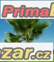 Washingtonia Filifera - sazenice – fotografie 1