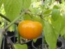 Chilli Rocoto Orange - semena