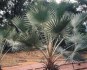 Copernica Alba - naklíčená semena