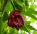 Chilli Trinidad Moruga Scorpion Chocolate - semena