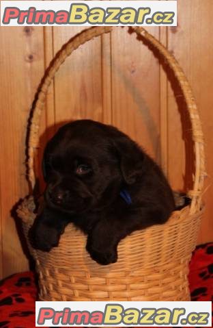 Labrador retriever tmavé čoko s PP a št.Chesapeake – fotografie 3