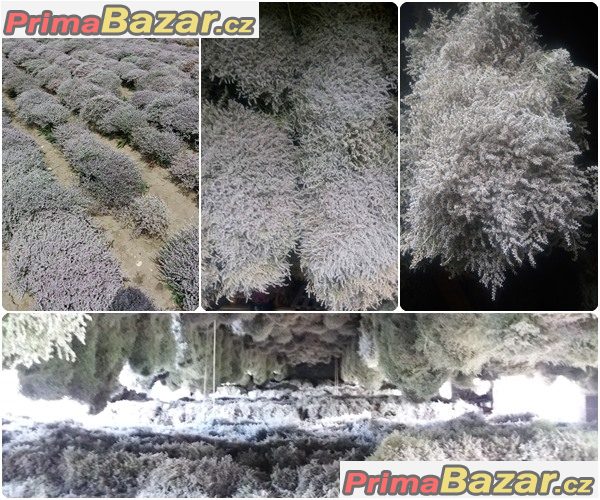 Prodám statici tatariku (Limonium tataricum) – fotografie 1