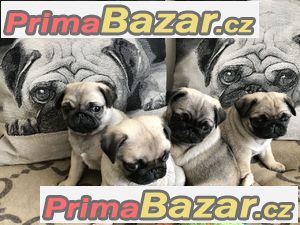 Zdravotně testované štěněčky Mops – fotografie 1