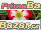 Adenium Moonlight Fairy - sazenice – fotografie 1