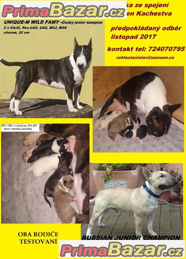 Miniaturní bullterier - prodám štěňátka