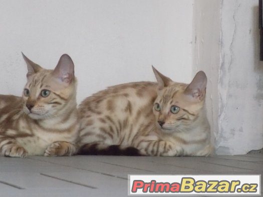 Prodám bengálské koťátka – fotografie 1