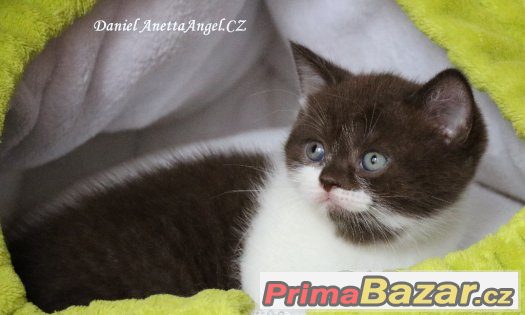 Britská koťátka s PP – fotografie 1