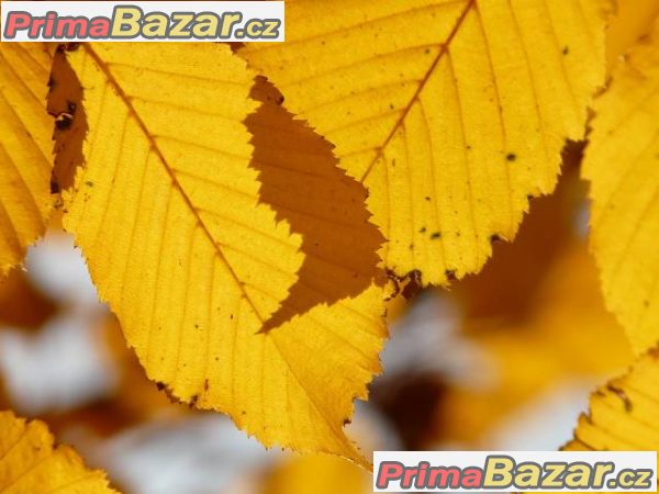 Habr obecný na živý plot - nejnižší ceny! – fotografie 1