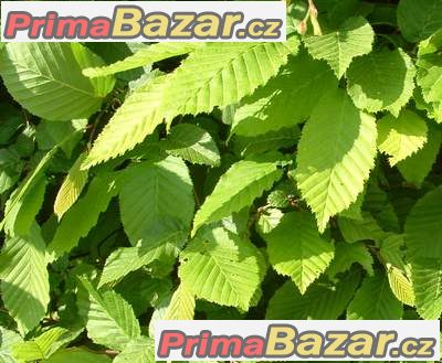 Habr obecný na živý plot - nejnižší ceny! – fotografie 2