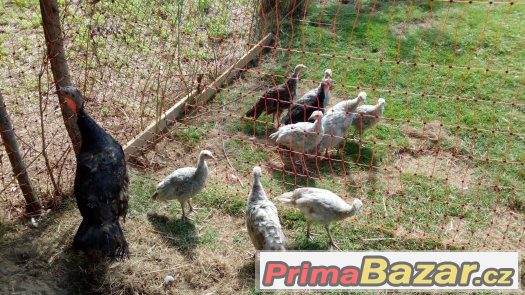 Krůta bronzová, česká, modrá :-) – fotografie 1