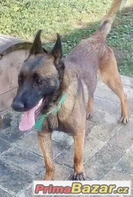 Belgický ovčák malinois