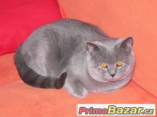 Britská modrá – fotografie 5