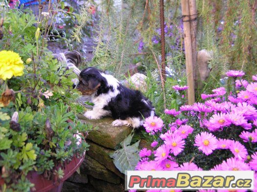 Biewer Yorkshire Terrier pejsek 8 týdnů – fotografie 1