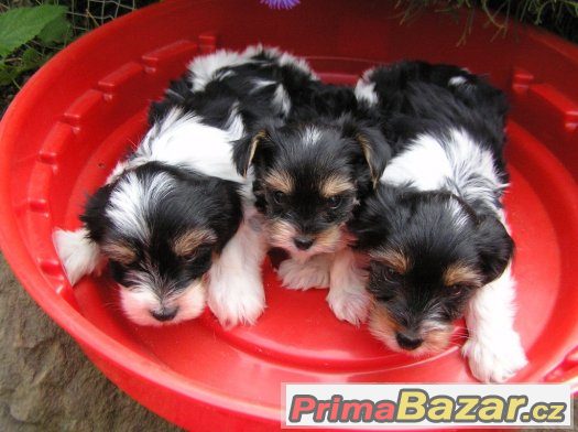 Biewer Yorkshire Terrier pejsek 8 týdnů – fotografie 2