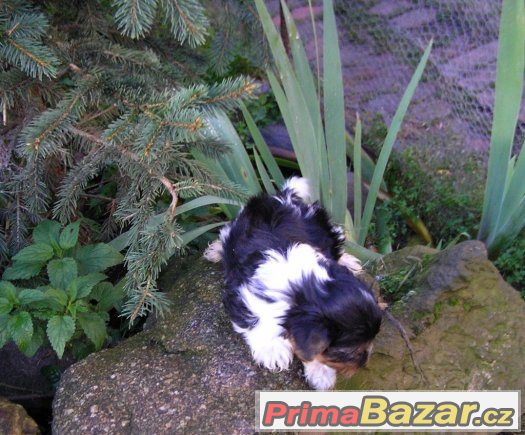 Biewer Yorkshire Terrier pejsek 8 týdnů – fotografie 3