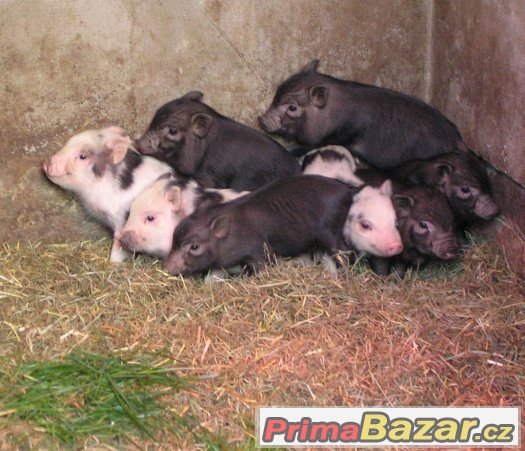 Kvalitní čistokrevná miniprasátka – fotografie 2