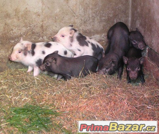Miniprasátka z kvalitního dlouholetého chovu – fotografie 2