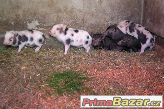 Miniprasátka z kvalitního dlouholetého chovu – fotografie 3