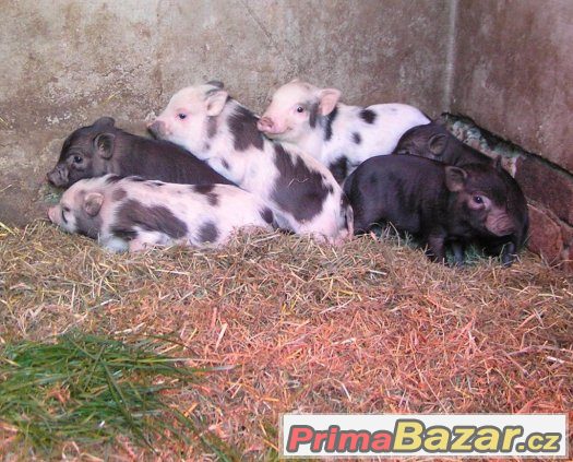 Miniprasátka z kvalitního dlouholetého chovu – fotografie 4