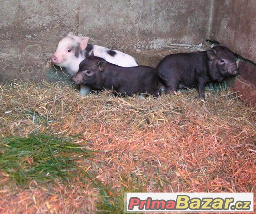 Miniprasátka z kvalitního dlouholetého chovu – fotografie 5