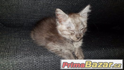 Koťátka Ragdoll s Mainská Mývalí – fotografie 3