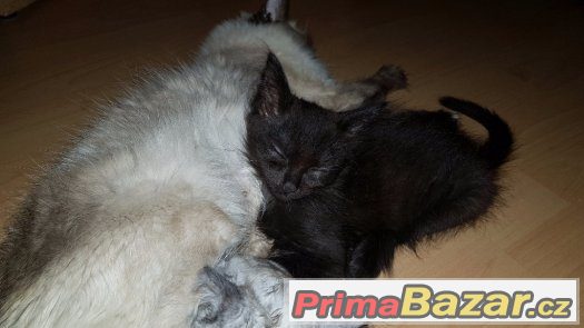 Koťátka Ragdoll s Mainská Mývalí – fotografie 5