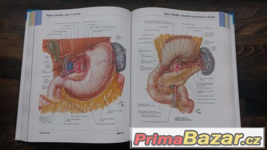 Netter - Anatomický atlas člověka – fotografie 2