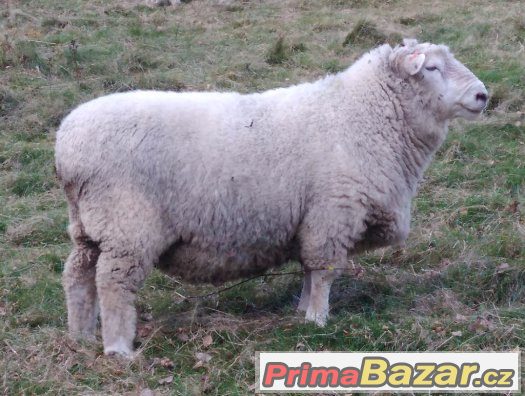 Beran Romney Marsh s POP – fotografie 2