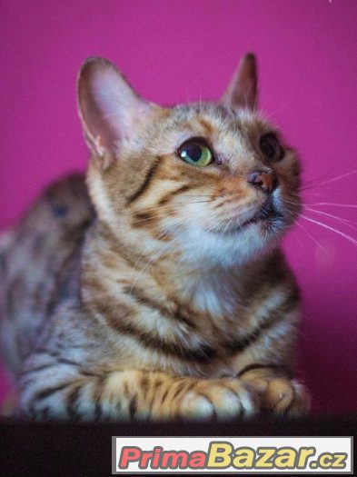 ♥ Bengálská kráska Venus hledá domov ♥ – fotografie 1