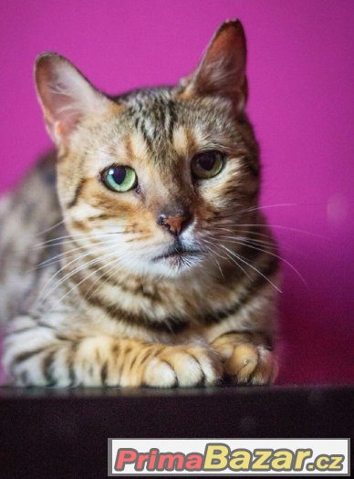 ♥ Bengálská kráska Venus hledá domov ♥ – fotografie 5