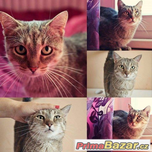 ❤ Aristokratka Jája HLEDÁ TEPLO DOMOVA❤ – fotografie 1
