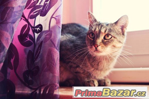 ❤ Aristokratka Jája HLEDÁ TEPLO DOMOVA❤ – fotografie 3