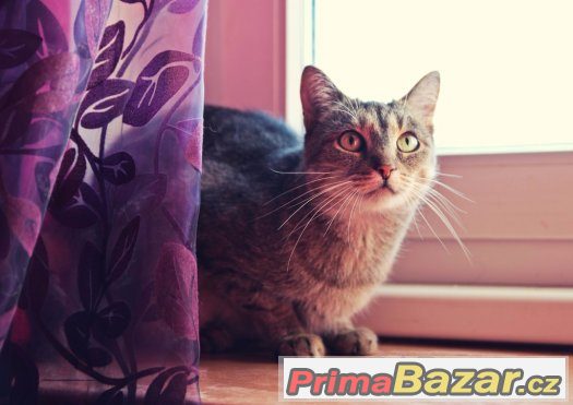 ❤ Aristokratka Jája HLEDÁ TEPLO DOMOVA❤ – fotografie 4