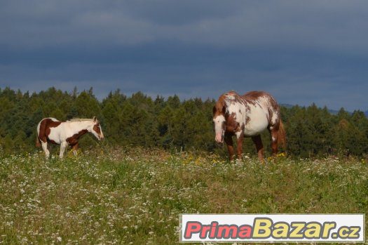 Allround hřebeček  ,tobiano nar .5/2017 – fotografie 2