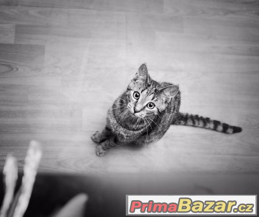♥Neodolatelně vymazlený Stenley the Dream Love HLEDÁ DOMOV♥ – fotografie 1
