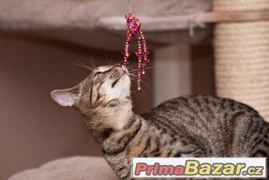 ♥Neodolatelně vymazlený Stenley the Dream Love HLEDÁ DOMOV♥ – fotografie 2