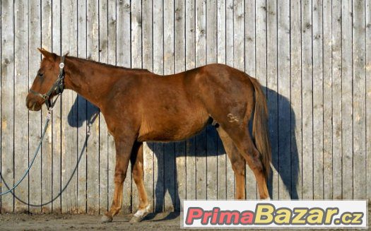 QH hřebeček – fotografie 1