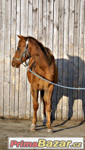 QH hřebeček – fotografie 3