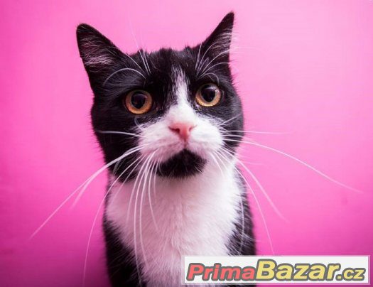 ♥ Princezna Fione Fantastic Fluffy I. HLEDÁ MILUJICÍ DOMOV ♥ – fotografie 2