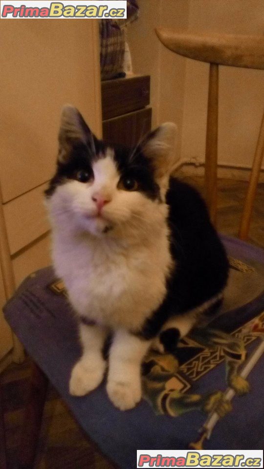 krásná kočička