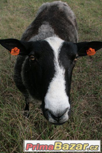 Prodám berana Zwartbles – fotografie 2