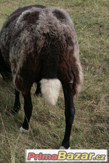 Prodám berana Zwartbles – fotografie 3