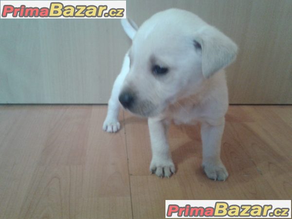 Labrador-světlá čistokrevná štěňátko – fotografie 2