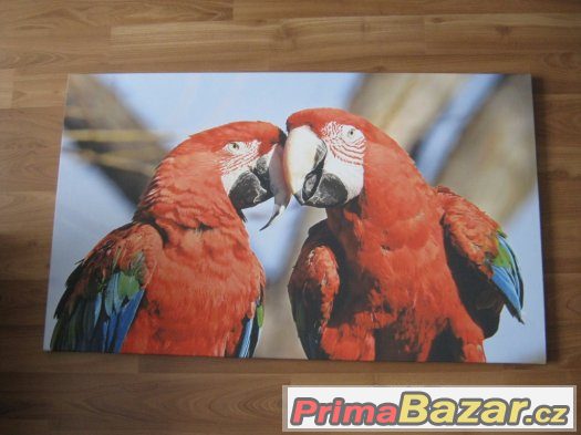 Obraz na plátně papoušci – fotografie 1