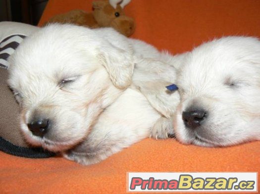 Zlatý retrívr - golden retriever s PP štěňata – fotografie 2
