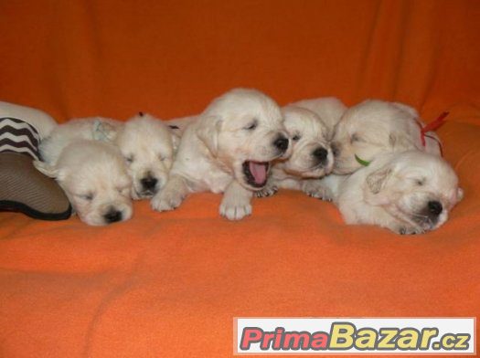 Zlatý retrívr - golden retriever s PP štěňata – fotografie 3