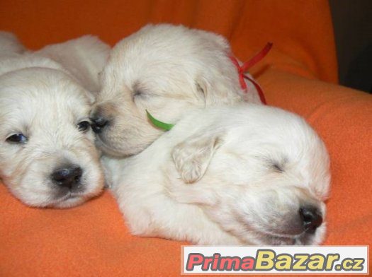 Zlatý retrívr - golden retriever s PP štěňata – fotografie 4