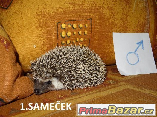 Ježek Bělobřichý NÁDHERNÁ MLÁĎATA – fotografie 1
